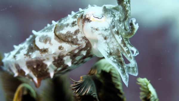 Cuttlefish by Michael Brown